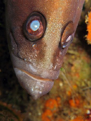 A spooky Greater Soapfish (Rypticus saponaceus). Canon G7... by Brian Mayes 